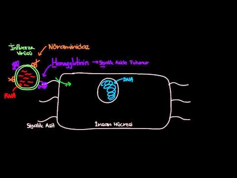 Grip Virüsü Vücudumuza Saldırdığında Neler Olur? (Sağlık Bilgisi ve Tıp) (Bulaşıcı Hastalıklar)