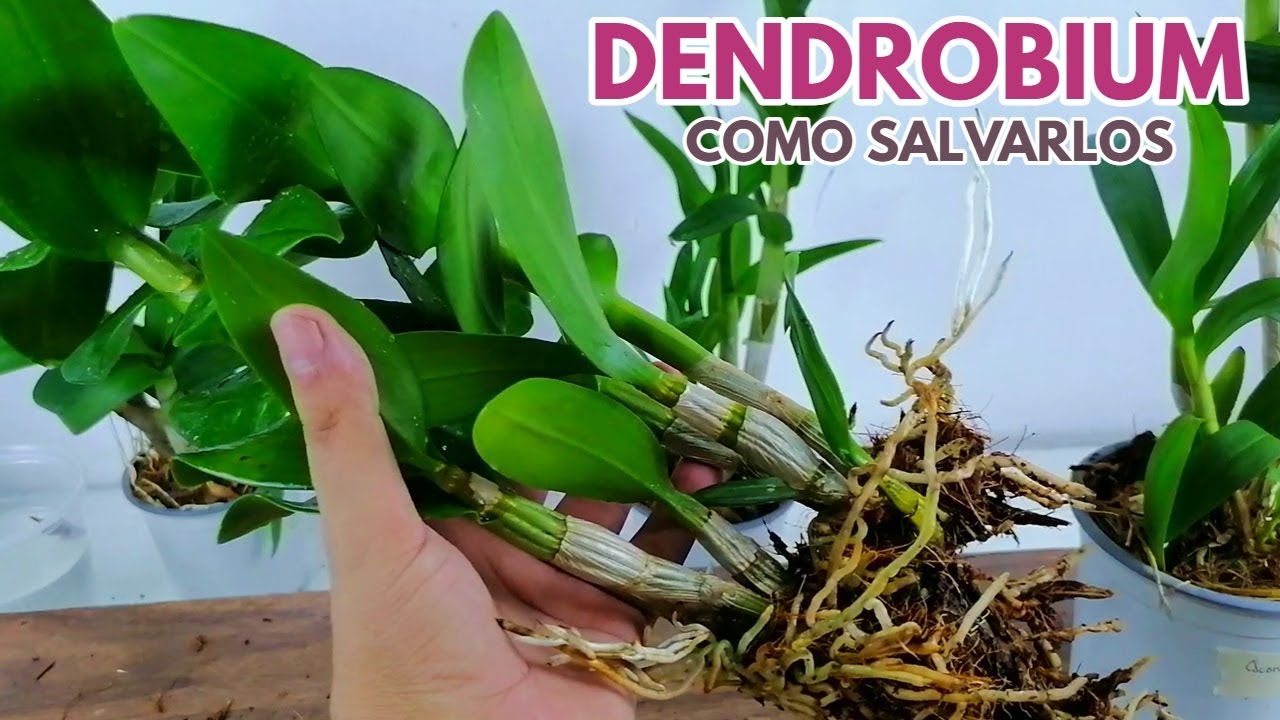 dendrobium sanook como salvarlos chuyito jardinero