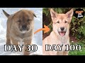 Watch my jindo puppy grow in 3 min from day 13 to day 100until ears up
