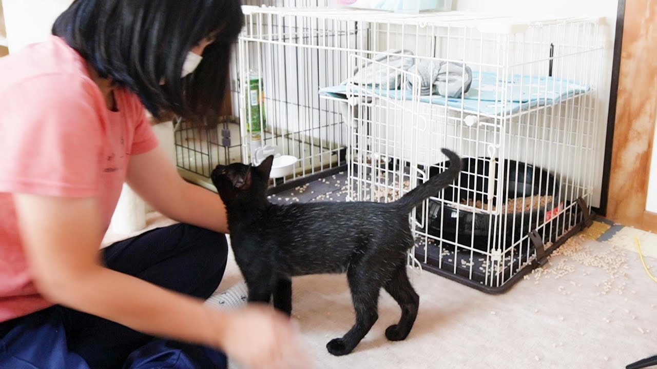 かわいいので全てが許される子猫と暴君クロ！ - YouTube