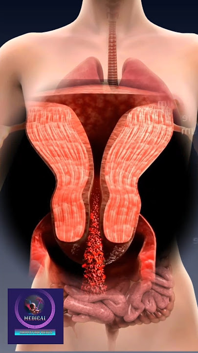 The Menstrual Cycle Animation Video