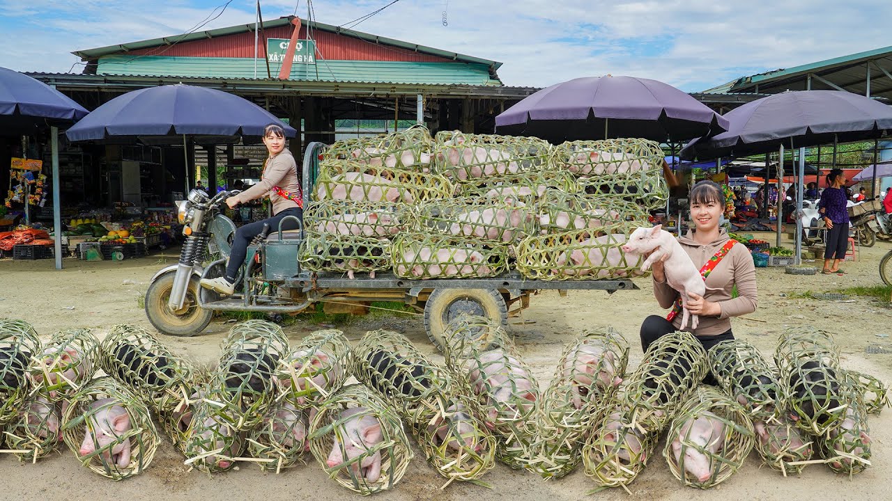 Buy Many Piglets From Farmers, Use 3-Wheeled Truck Transport Piglet Go To Village Market Sell