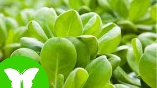 La Eduteca  Las plantas: nutrición y fotosíntesis