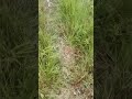 #viral