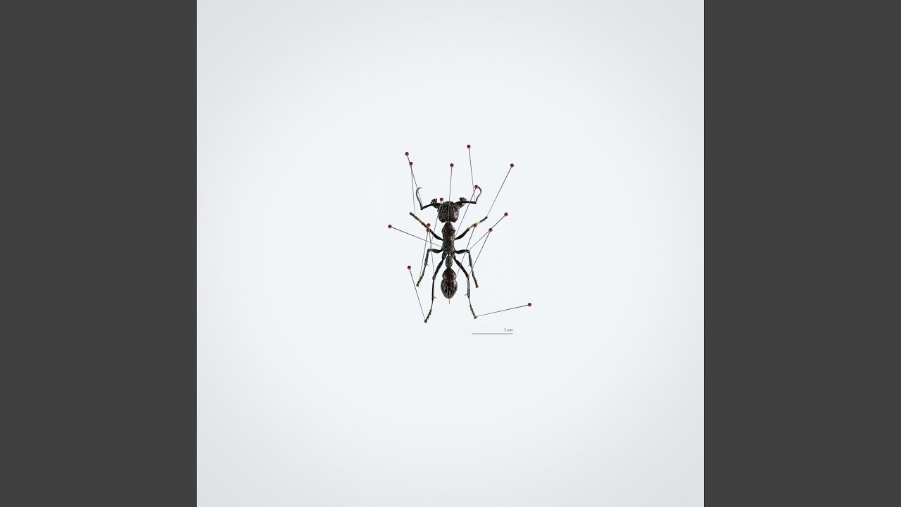 Watch LIKE THE C on YouTube Watch LIKE THE C on YouTube