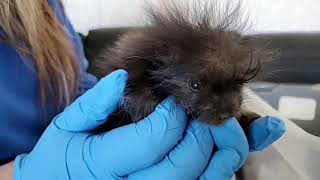 Calgary Wildlife Baby Shower: Meet a Little Porcupette
