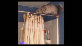 #Funny #Shorts Cats #Surprise #Video #Divertido  Gatos/ Sorpresa #Subscribe #Follow #Youtube #Short