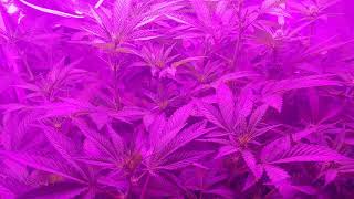 Girl Scout Cookies x Purple Punch clones flower day 14 2x2 tent