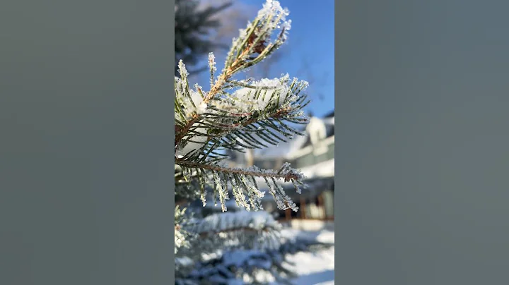 Amazing!!! 🤩 ❄️ Pine Tree Ice Crystals! #viralvideo #snow #winter