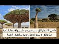 ما هي الأشجار التي نبتت من دم هابيل الأشجار التي لا تنمو إلا على جزيرة سقطرى اليمنية  سمعها
