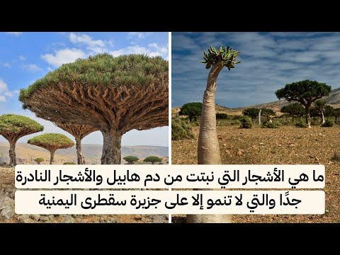 فيديو: صور مضحكة لمات ستيوارت (مات ستيوارت)