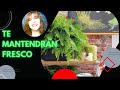 🍃🌬️👉7 Plantas que Te Mantendrán Fresco Durante Todo el Año