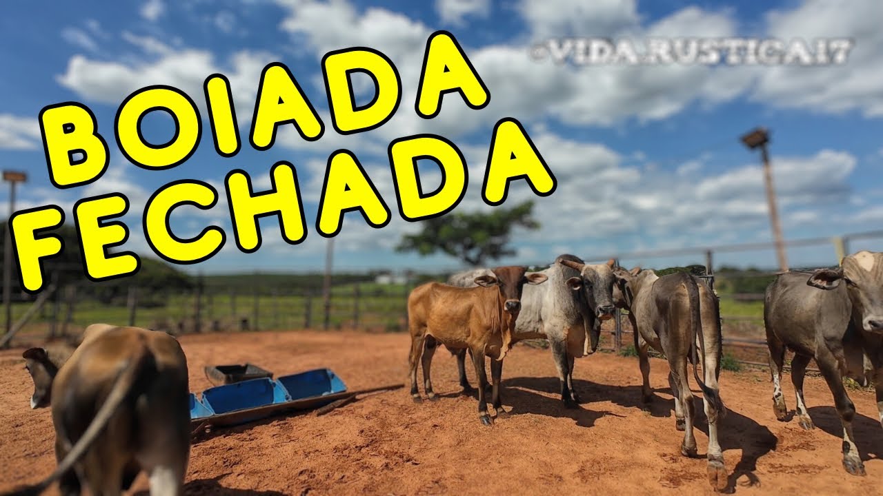Fechei a BOIADA de RODEIO para TREINAR #rodeio #vidarústica - YouTube