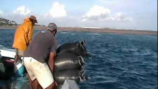 Hawaiian Sea Life Honolulu Tahiti Trip  Marutea