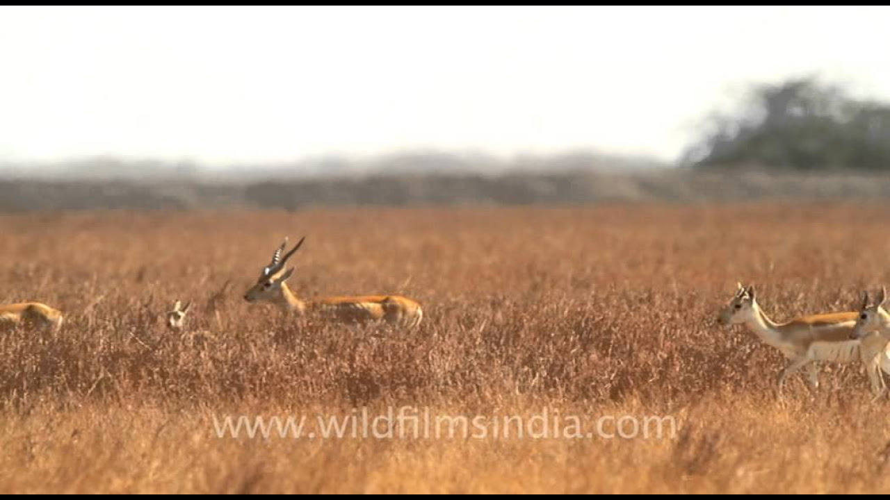 Female black buck in Velavadar Black Buck National Park