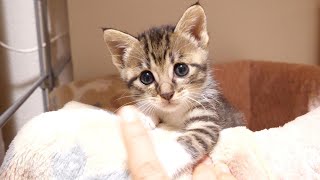 Holding all the kittens waiting for their mother to hold them