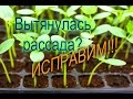 ЧТО ДЕЛАТЬ ЕСЛИ РАССАДА ОГУРЦОВ ВЫТЯНУЛАСЬ//УКРЕПЛЯЕМ КОРНИ// МОЯ ЛЮБИМАЯ УСАДЬБА