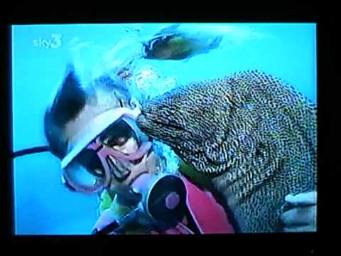 Moray Eel - Ron & Valerie Taylor.mpg