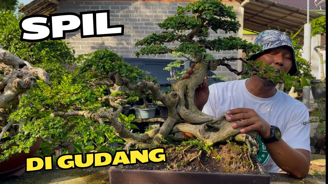 Review Harga Bonsai Di Gudang
