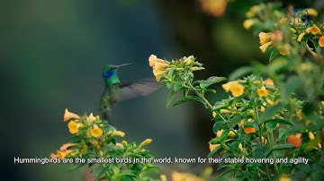 Improved trajectory tracking control in a hummingbird-inspired flapping wing robot