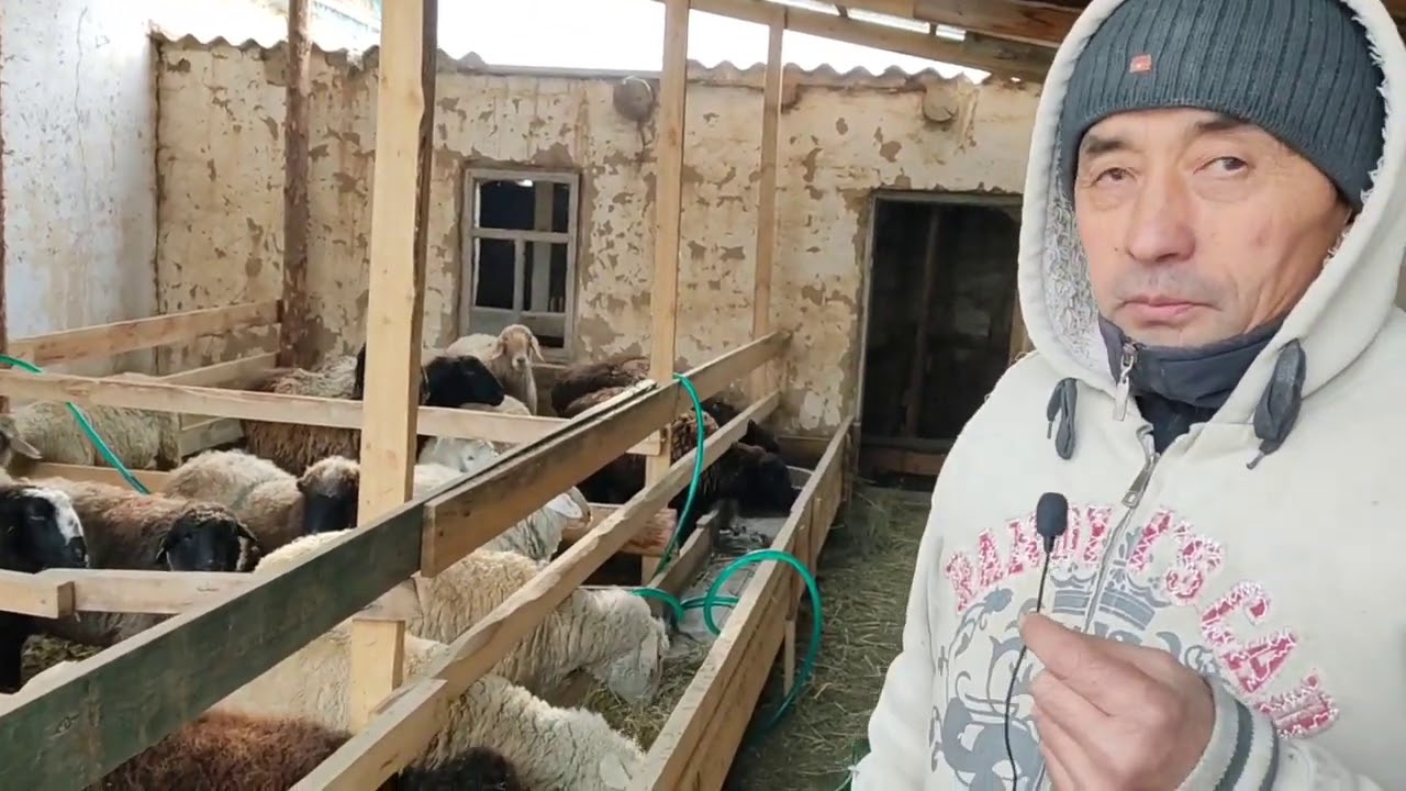 ПАЙДАНЫН БААРЫ КОЙ БИЗНЕСТЕ ☝️ 60 КОЙ АЙЫНА 60 МИНДЕН ТАШТАЙТ