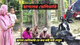 ছাগলের ডেলিভারি তে কত কষ্ট দেখুন || আশা ছিল ২ টা বাচ্চা দিবে অথচ দিল ১ টা বাচ্চা।