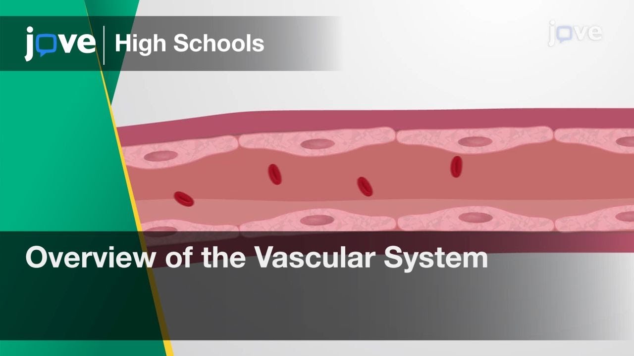 Overview of the Vascular System | Cell Bio | Video Textbooks - Preview