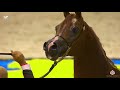 N 159 EDEN C   Dubai Arabian Horse Show 2020   Stallions 10+ Years Old Class 14