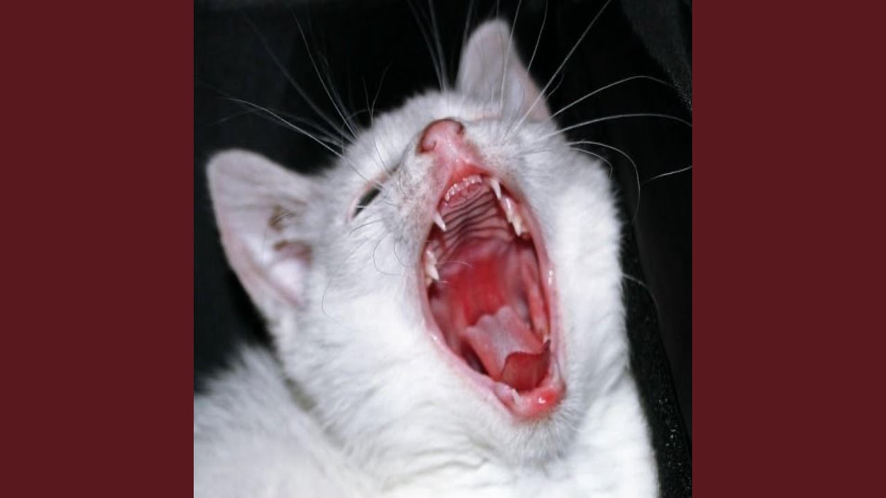 put in the work (feat. whocalledshotgun)