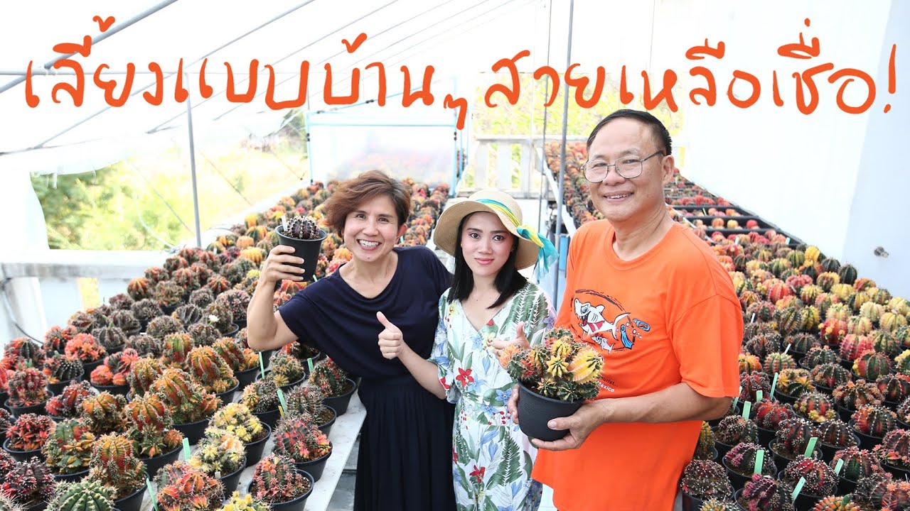 เลี้ยงยิมโนด่างแบบบ้านๆ สวยเหลือเชื่อ | Cactus Journey EP.77