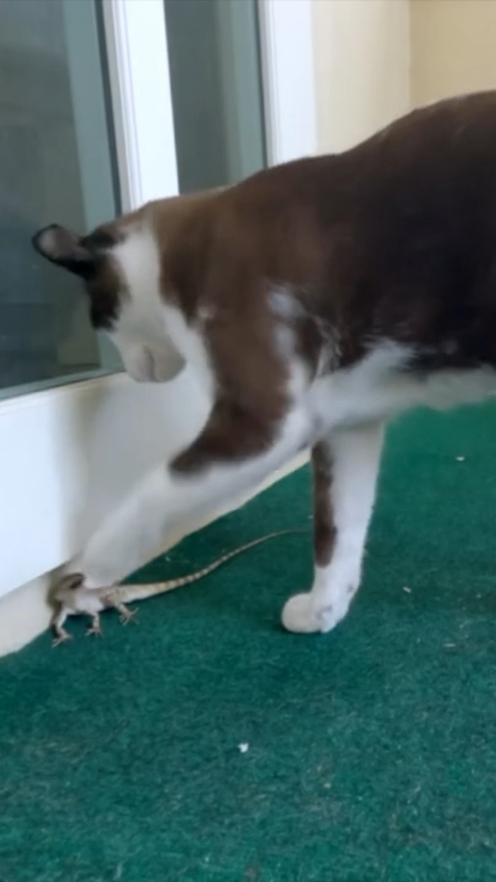 Lizard Bites Cat 5 YouTube Lizard Bites Cat 5 YouTube