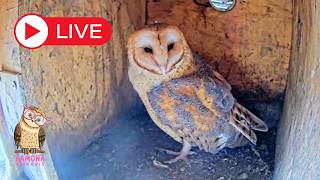 Ramona Barn Owl Live Stream