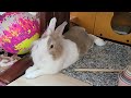 ​Warning: This Video Will Melt Your Brain (And My Bunny)! 😁 #うさぎ #かわいい #可愛い #ふわふわ #cute #rabbit #ペット