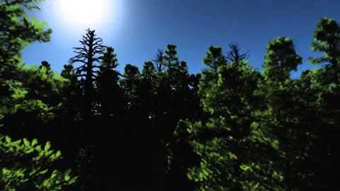 Vue 10 Animation night forest