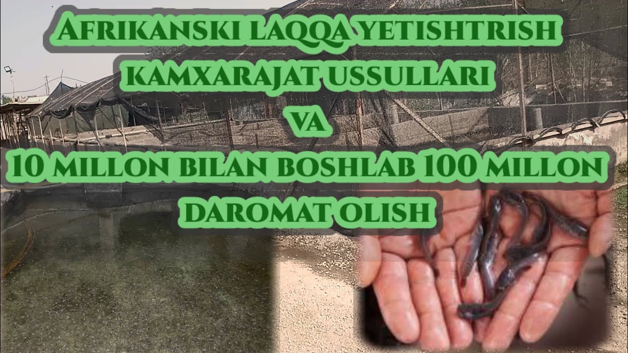 Afrikans laqqa baliqni boqish uchun qoʻllanma