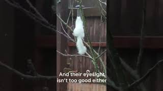 A white albino squirrel in our garden!