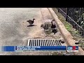 KTBS Whistling Ducks