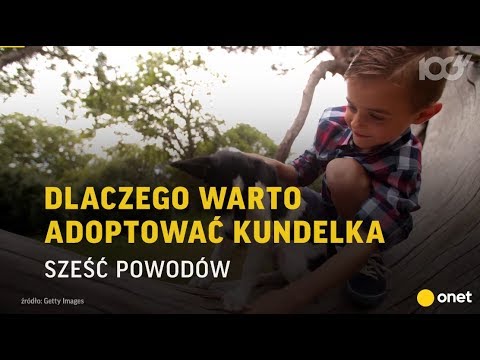 Wideo: Dlaczego Warto Adoptować Zwierzaka O Specjalnych Potrzebach - Matador Network