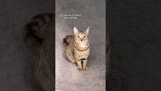 Ill Give You A Chance Today Hooman