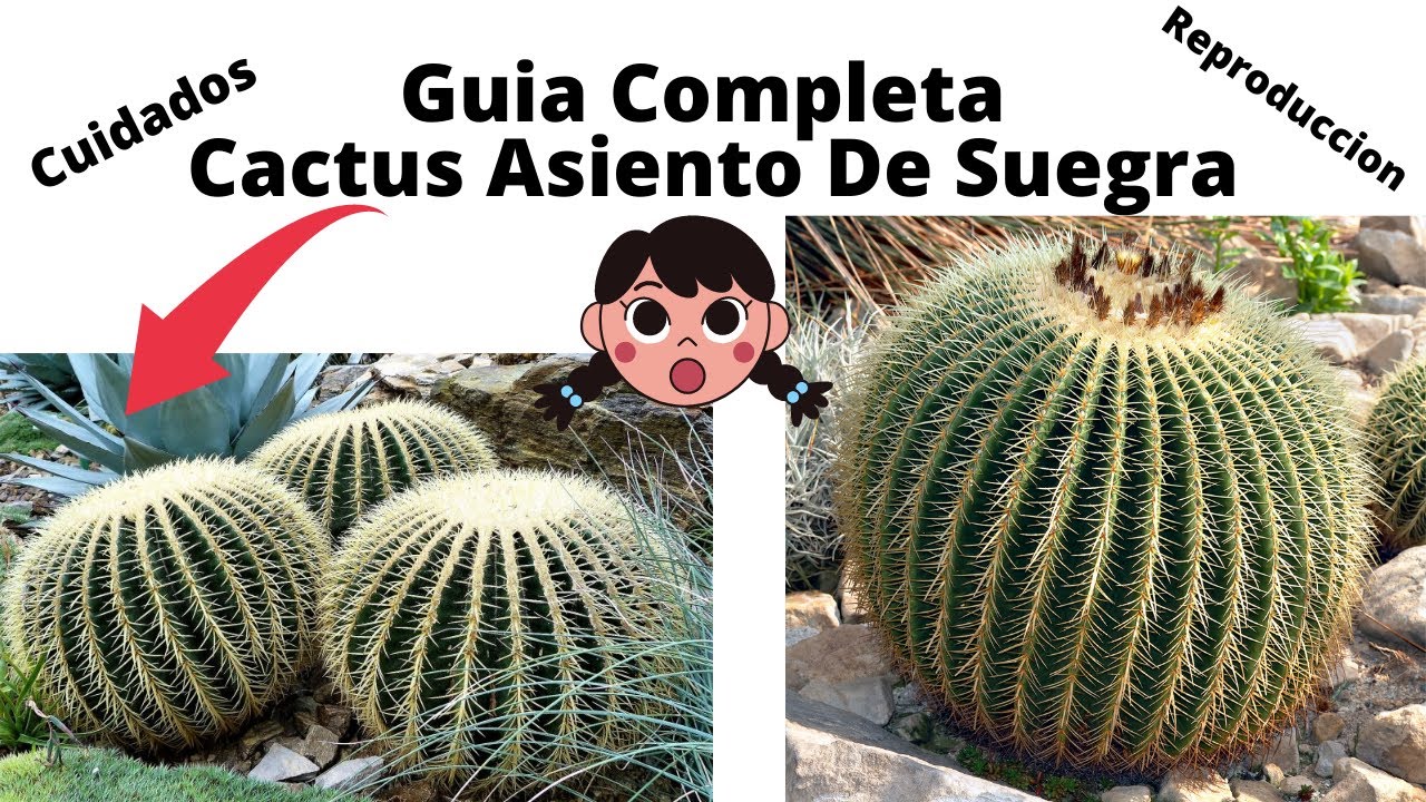 Asiento De Suegra (echinocactus grusonii) guia completa