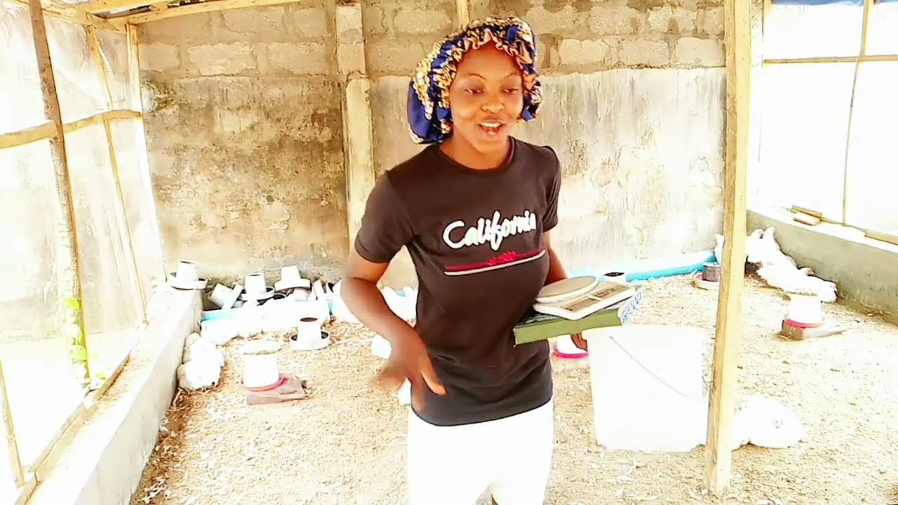 HOW TO BUTCHER AND PROCESS MEAT CHICKEN FROM START TO FINISH MANUALLY WITHOUT ANY FANCY EQUIPMENTS