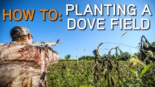 PLANTING A DOVE FIELD | How To