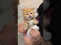 Pretty Baby Cat #cat #catshorts #funnyanimals #shorts #funnycats