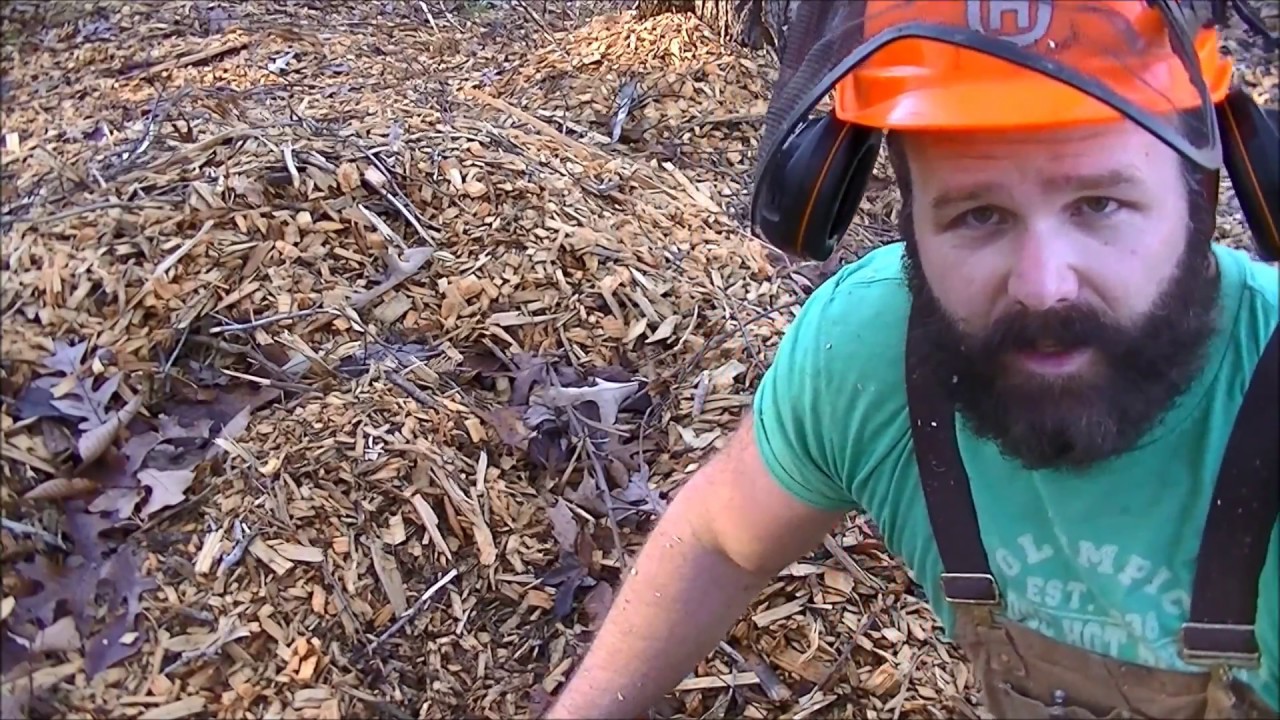 Forest management:Thinning out diseased undesirable trees; Chainsaw ...