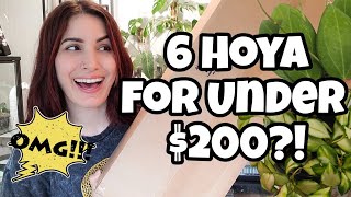 6 HOYA FOR UNDER $200!?! 🌿✨️ HUGE Hoya Haul From Gardino Nursery!!🩷 houseplant unboxing