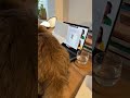Gato atrapado en videollamada del trabajo - SebasBayer IA Content