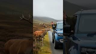 Man Rescues Baby Deer From Deep Well rescue animals deer