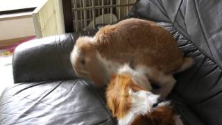 【モカさん】ラブと仲良くなりたい♥