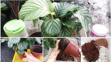 Cách chăm sóc cây đuôi công táo (Calathea Orbifolia)