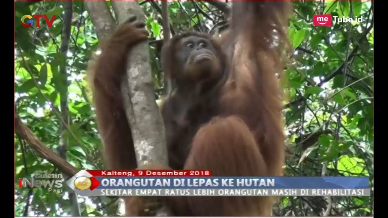 6 Orangutan Dilepasliarkan Ke Hutan Taman Nasional Bukit Baka Bukit Raya Bip 1012